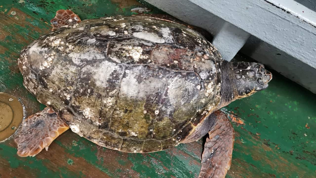 Caretta Caretta 