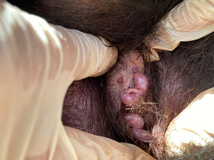 Tasmanian devils joeys born at Barrington Tops, NSW
