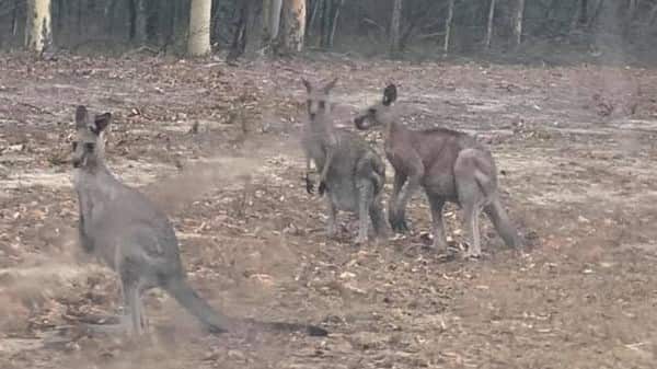 Un gruppo di canguri assediati dal fuoco