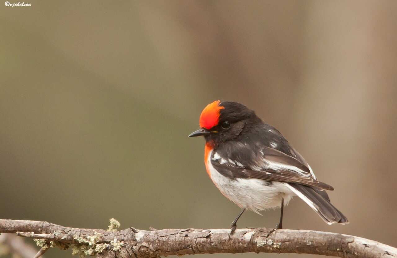 Red Capped Robin