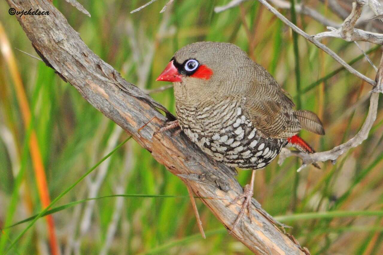 Red eared firetail
