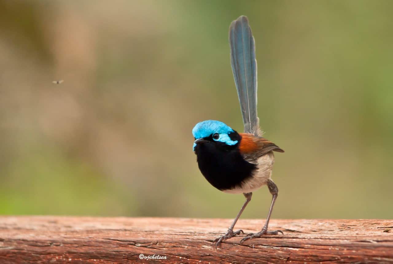 Red winged fairy wren fence