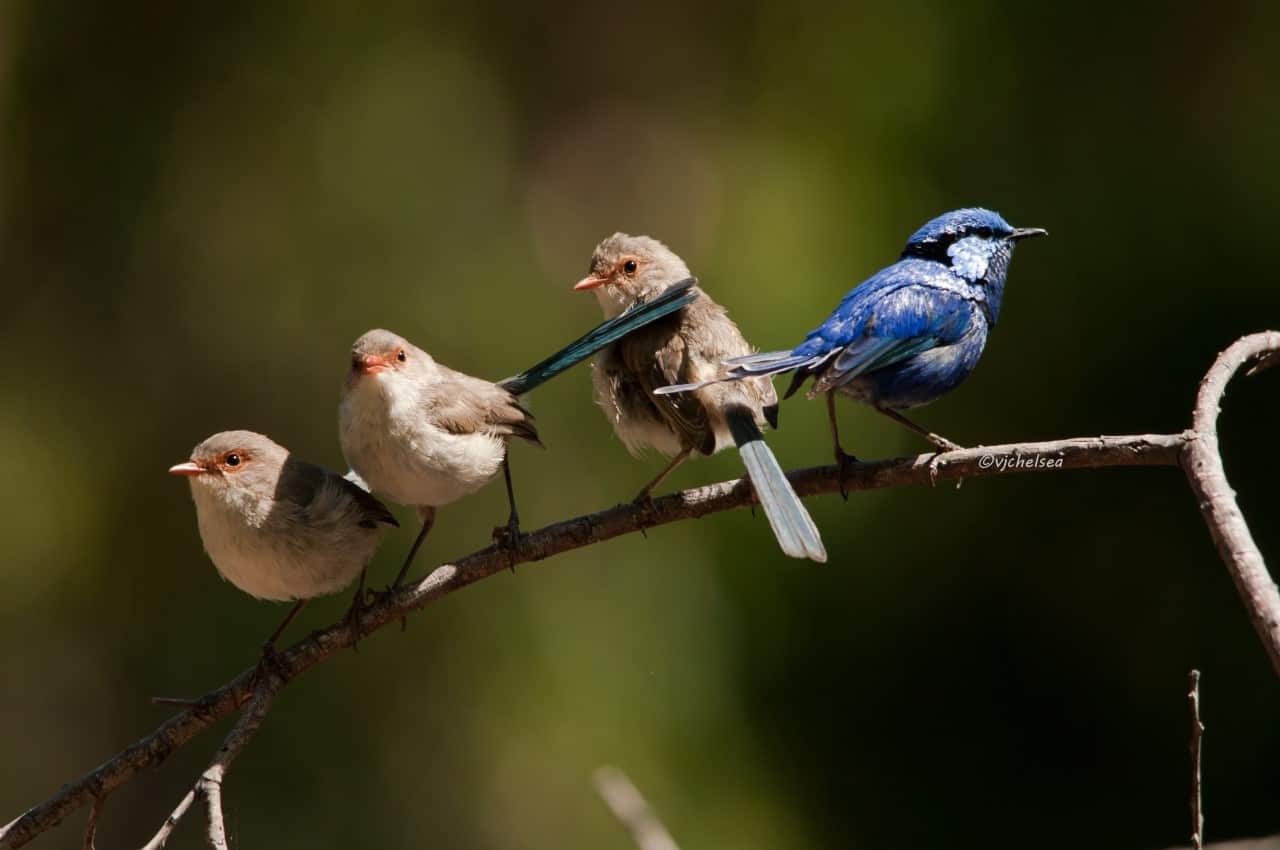 Splendid fairy wren