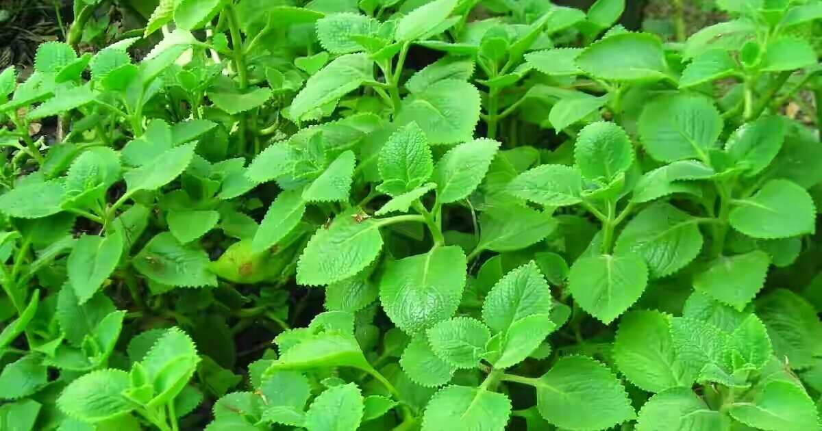 Torbangun plant - Coleus amboinicus Lour