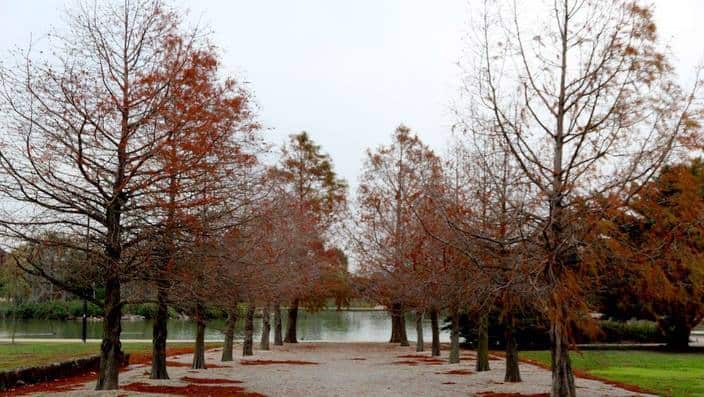 Trees by the lake
