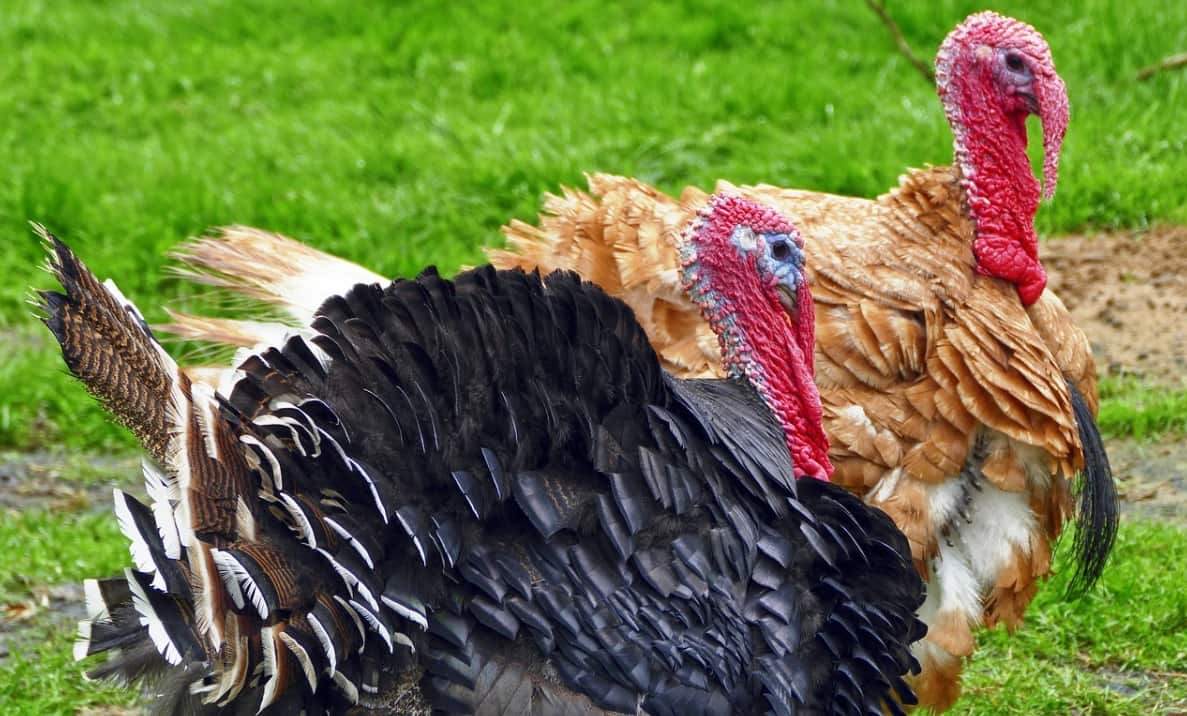 Bird flu spreads in two regions of Victoria 