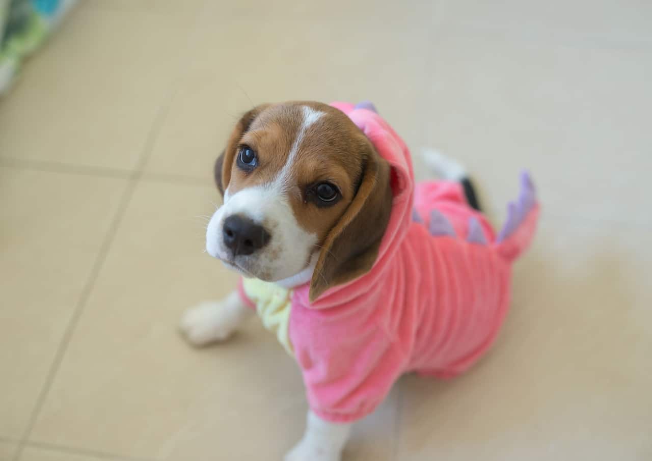 beagle