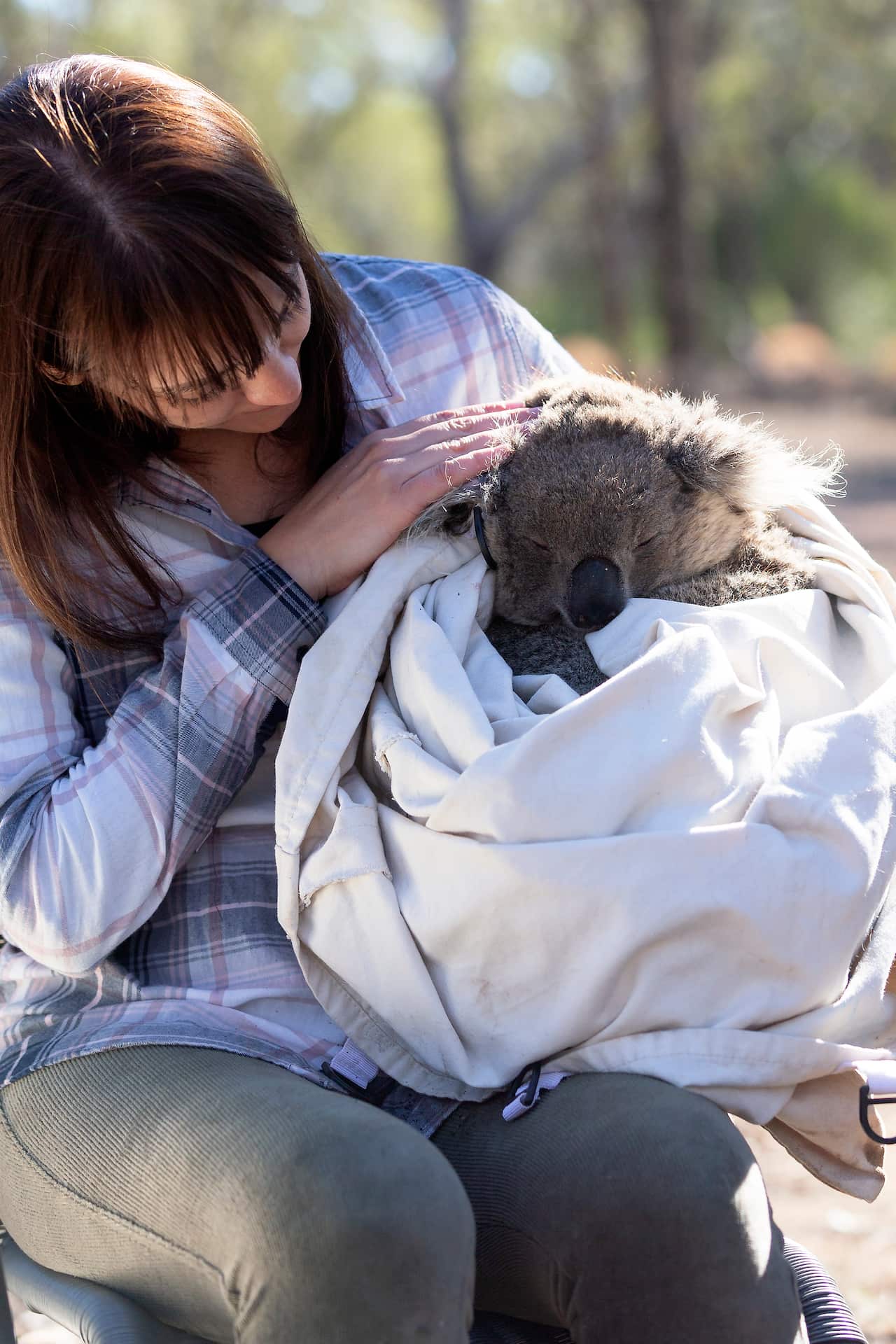 7587_1_Pave_the_Way_Gunnedah_Koala. Valentina Mella, koala research fieldwork Gunnedah, NSW.
