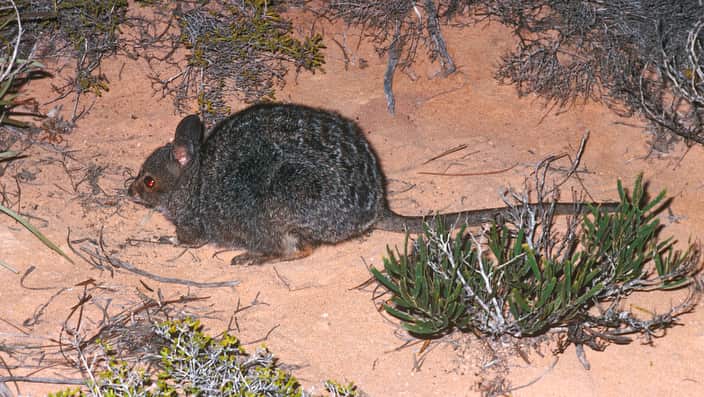 Banded hare-wallaby, Lagostrophus fasciatus