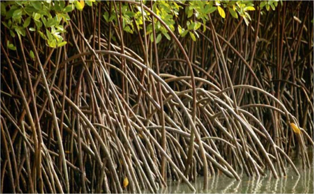 Wetlands