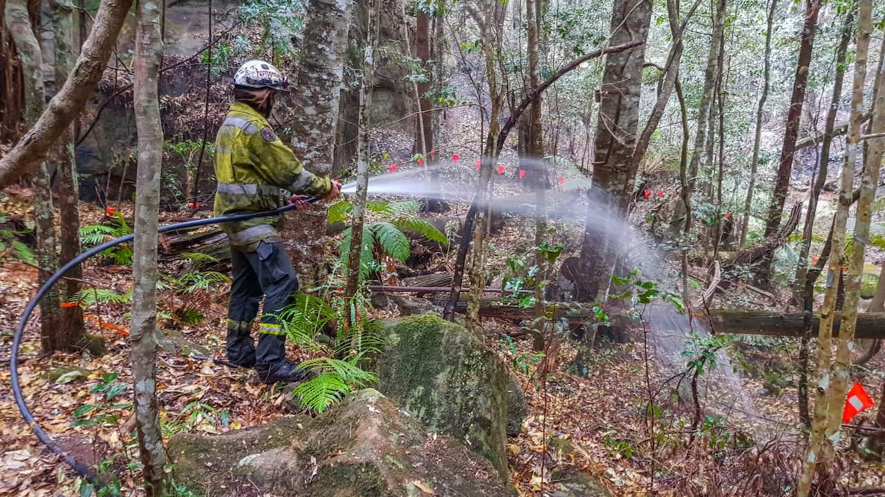 NSW National Parks and Wildlife Service personnel use fire hoses to dampen the forest floor near Wollemi pine trees.