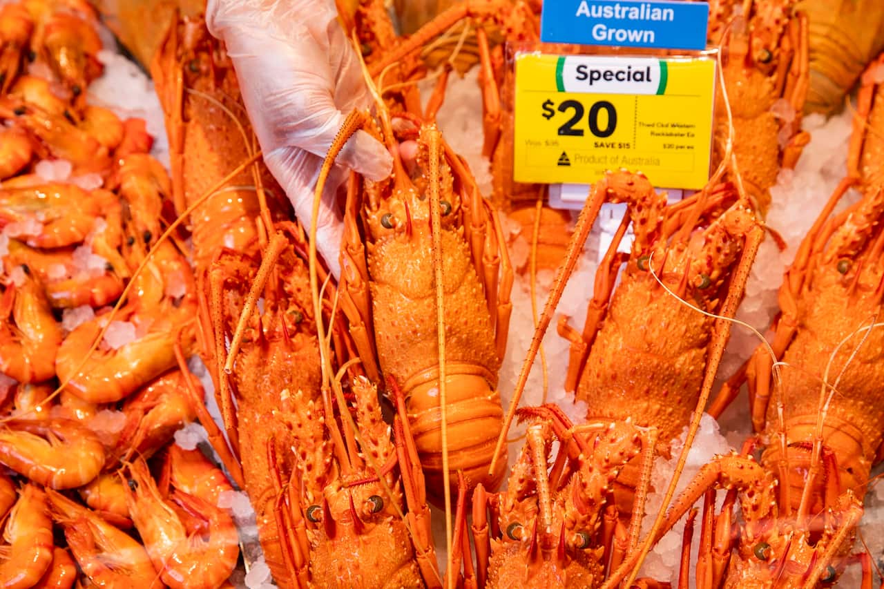 Woolworths. Western Australia Rock Lobsters available for Christmas. 9th December 2020. Photograph Dallas Kilponen/Woolworths