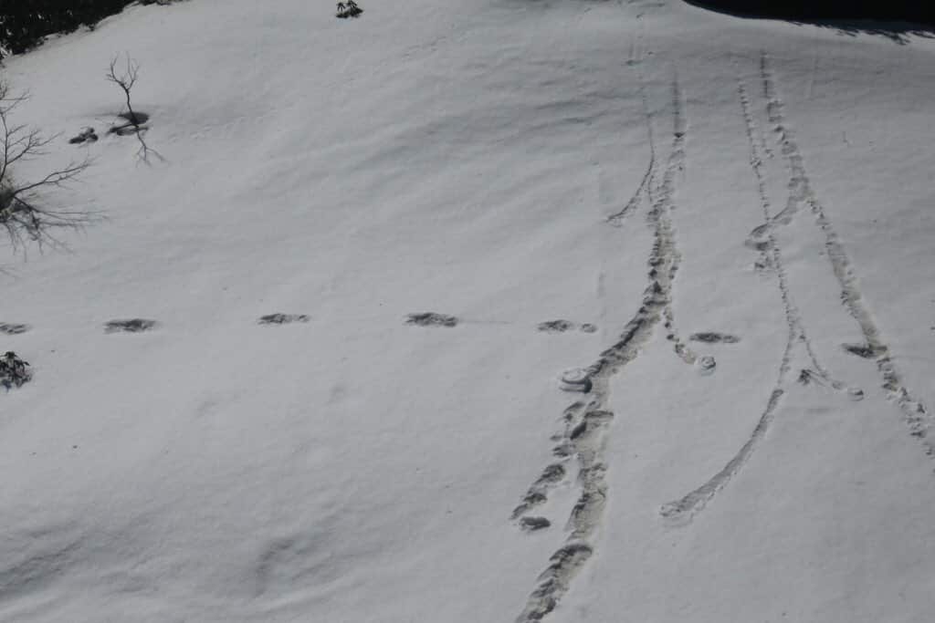 Yeti?