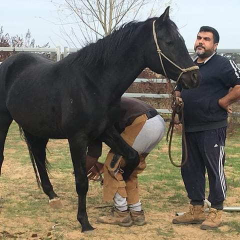 Hazim holding a horse.jfif