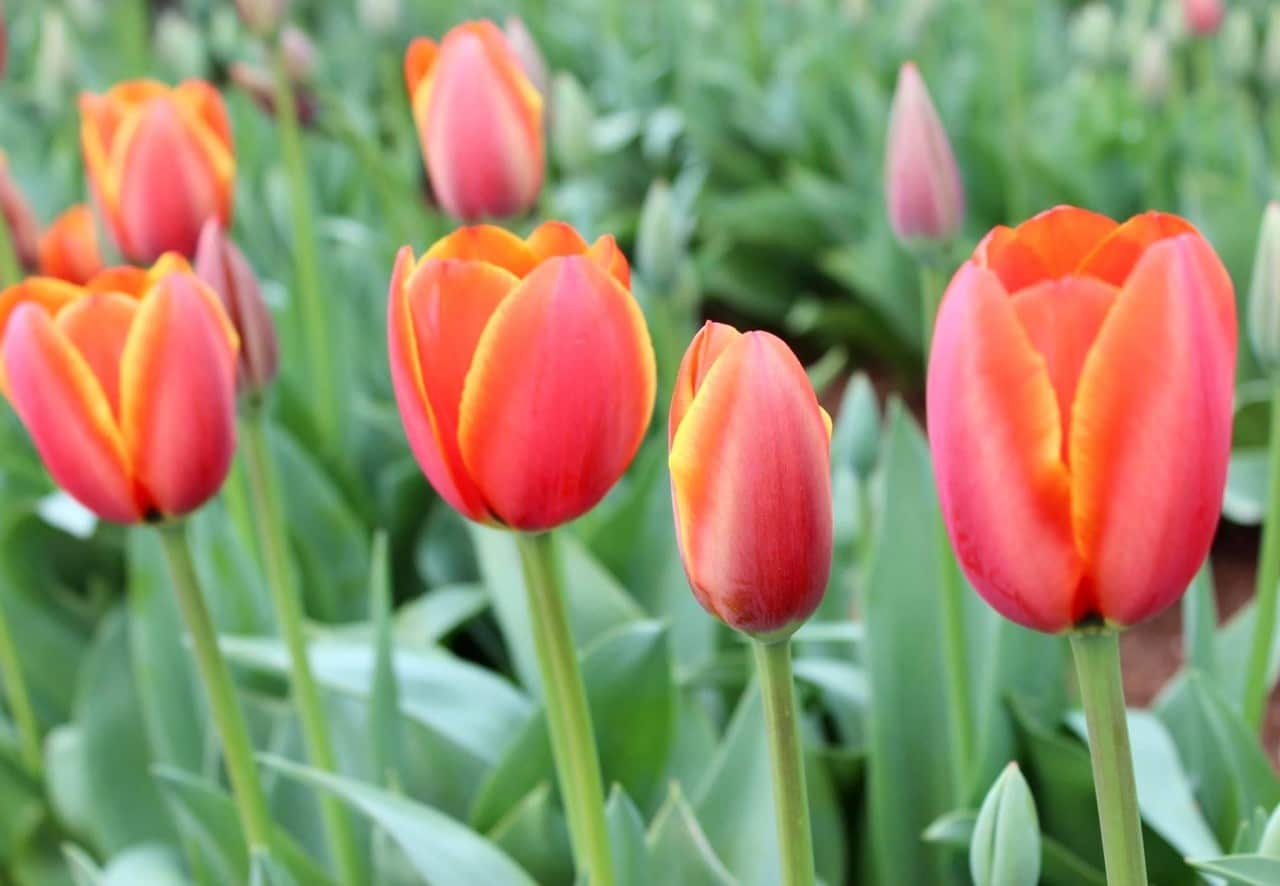 tulips 2.jpg