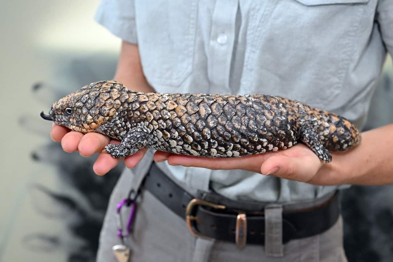A lizard being held in two hands