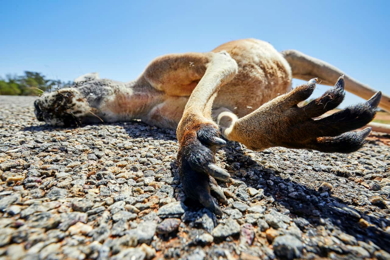 Kangaroo paws, claws closeup, dead red kangaroo