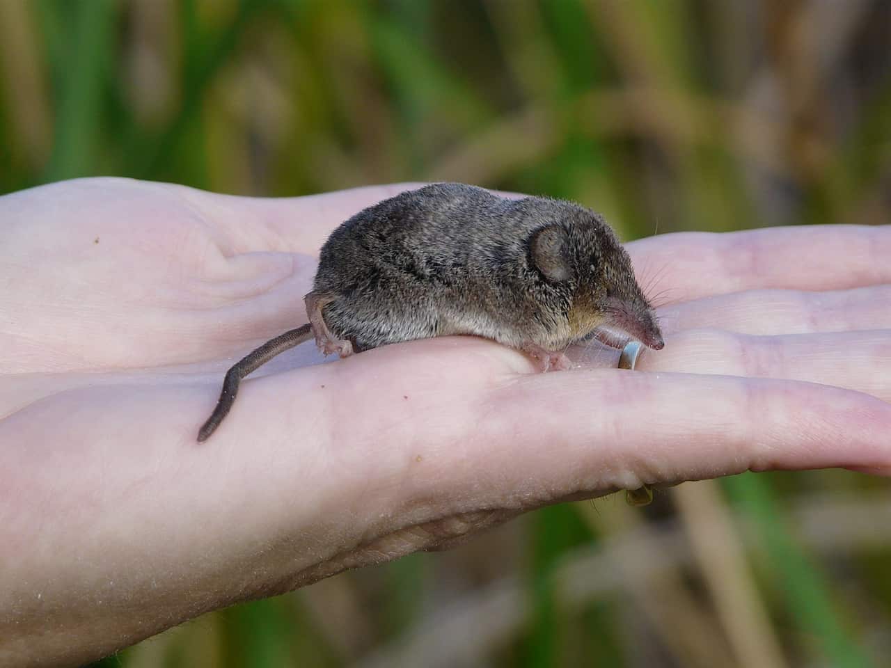 the shrew