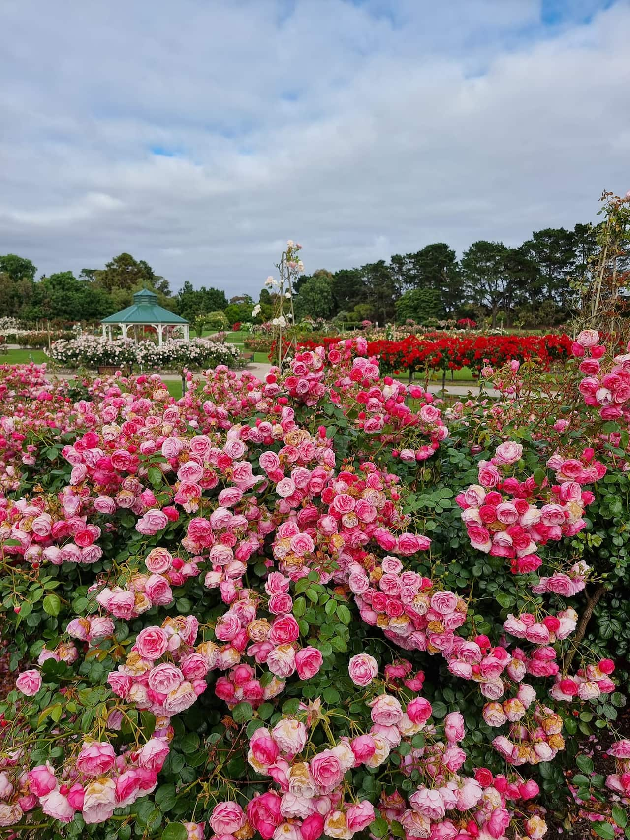 rose garden.jpg