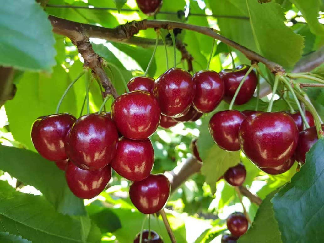 Cherries remain a bestselling line 
