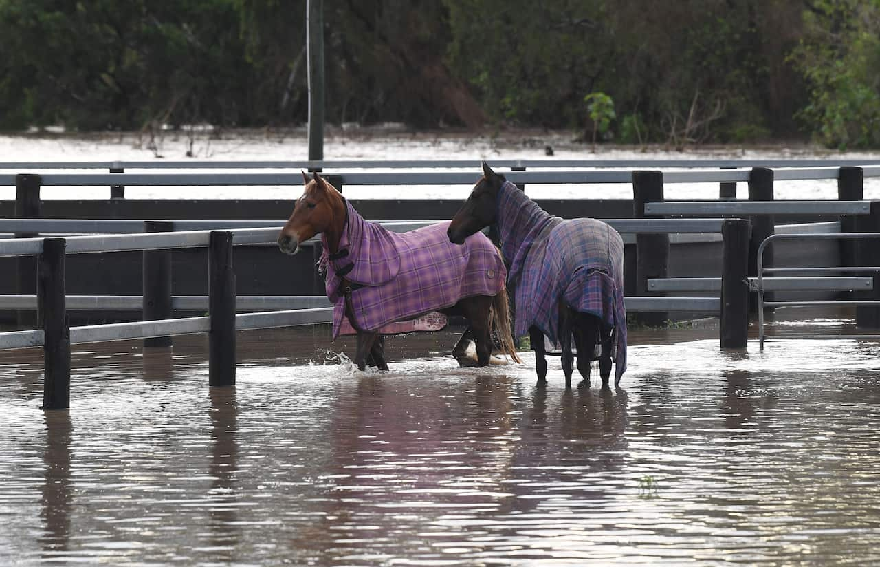 Two horses standing in flood water. 