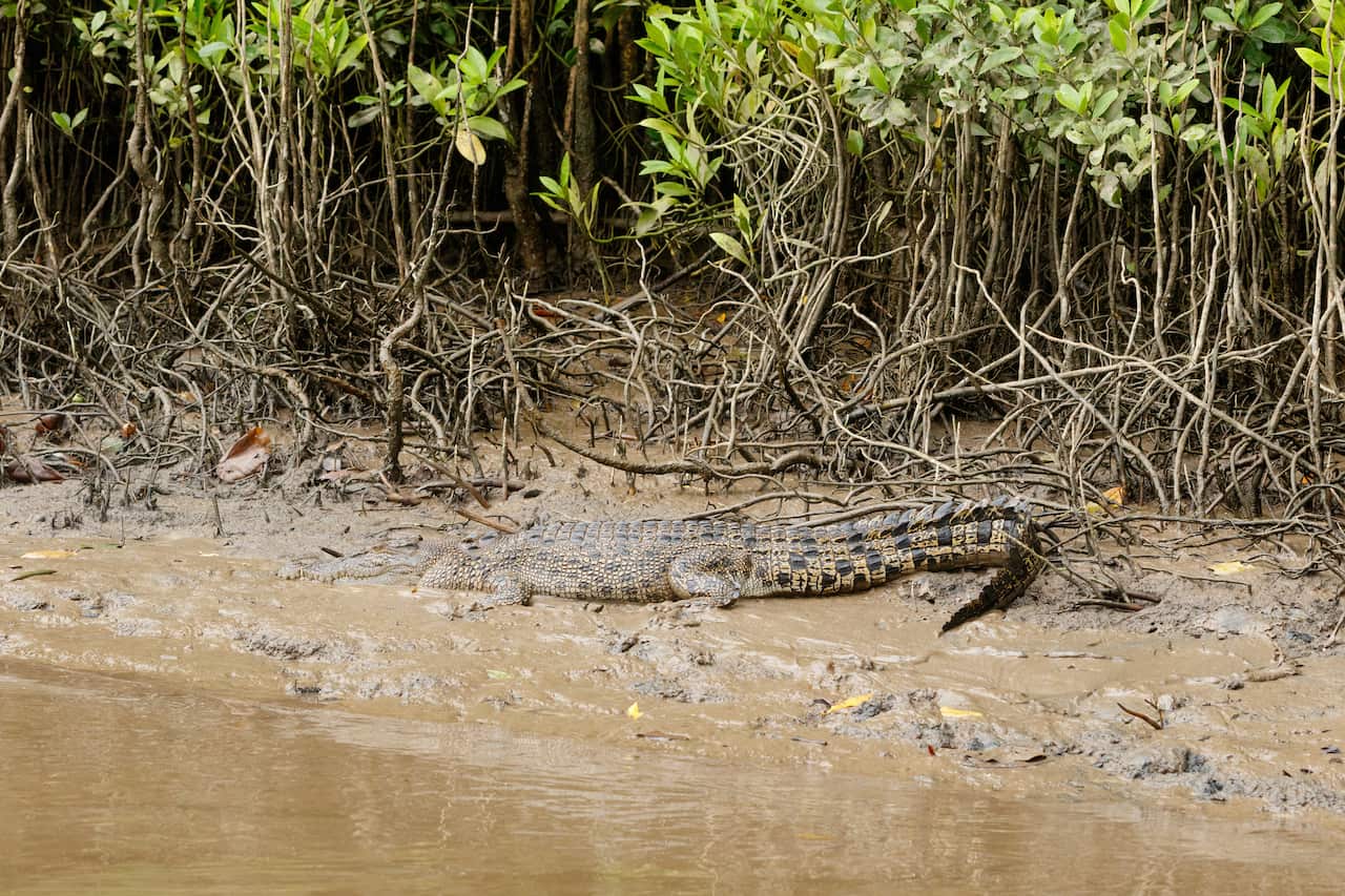A crocodile on the muddy banks of a river