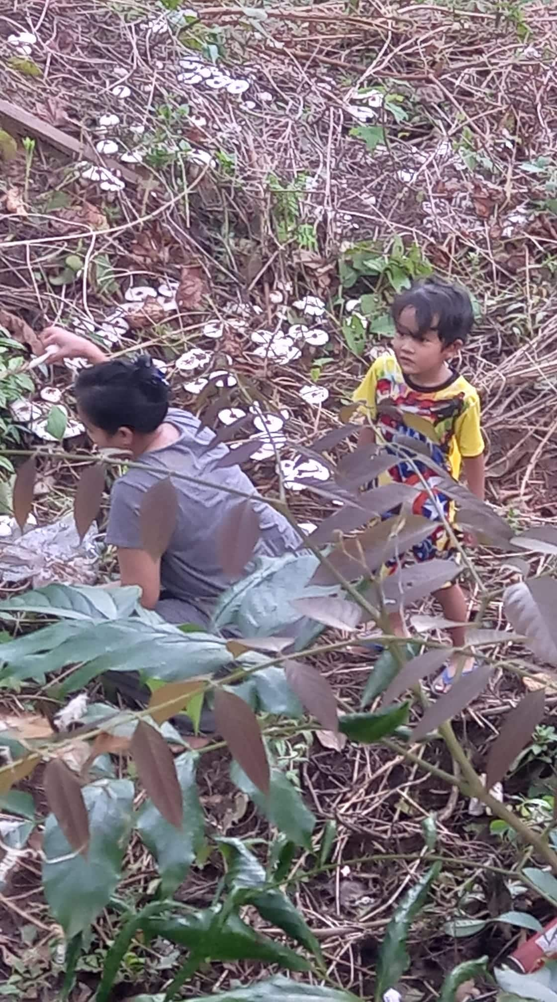 Min Maw Kun's wife and son trying to pick mushrooms in the jungle.