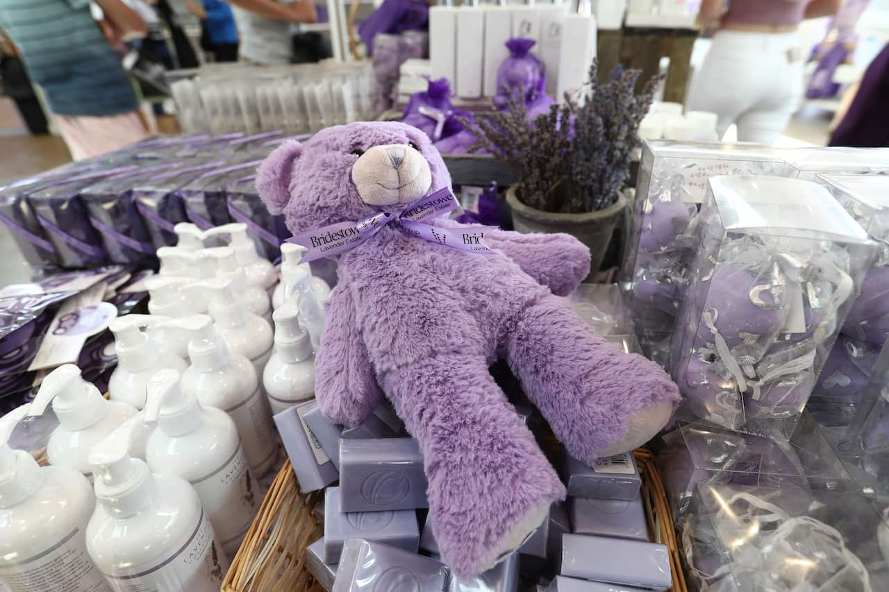 Flowers In Full Bloom At Bridestowe Lavender Estate