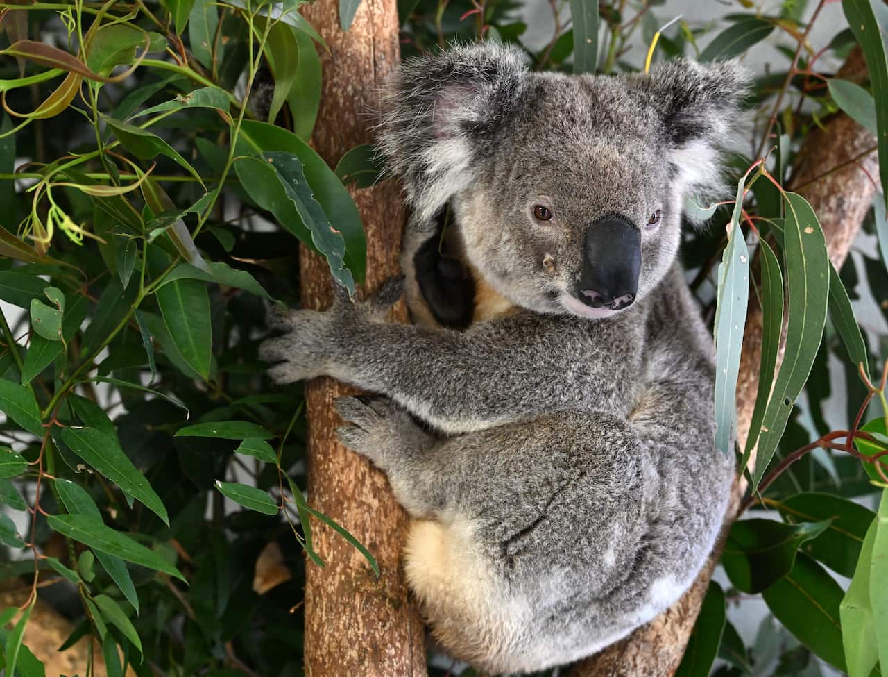 A koala with beady eyes and a black nose, two furry ears, and claws sitting in a tree.