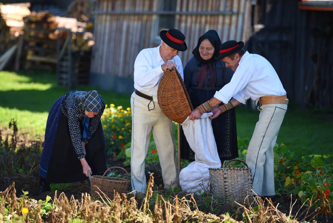 Strba  zber zemiaky.jpg