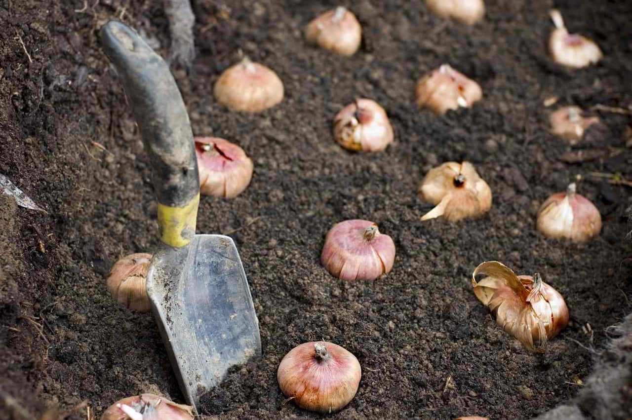 planting-flower-bulbs-172187012-5c60cb9fc9e77c0001d31dd0.jpg