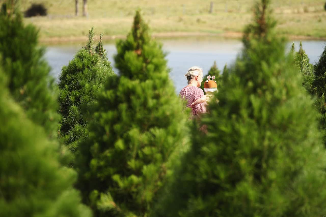 Sydneysiders Prepare For Holidays With Visit To Christmas Tree Farm