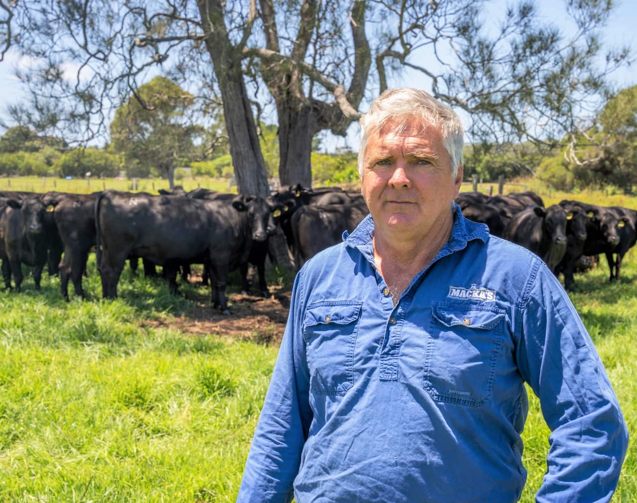 A man in a blue shirt stands in a field in front of a herd of black cows.