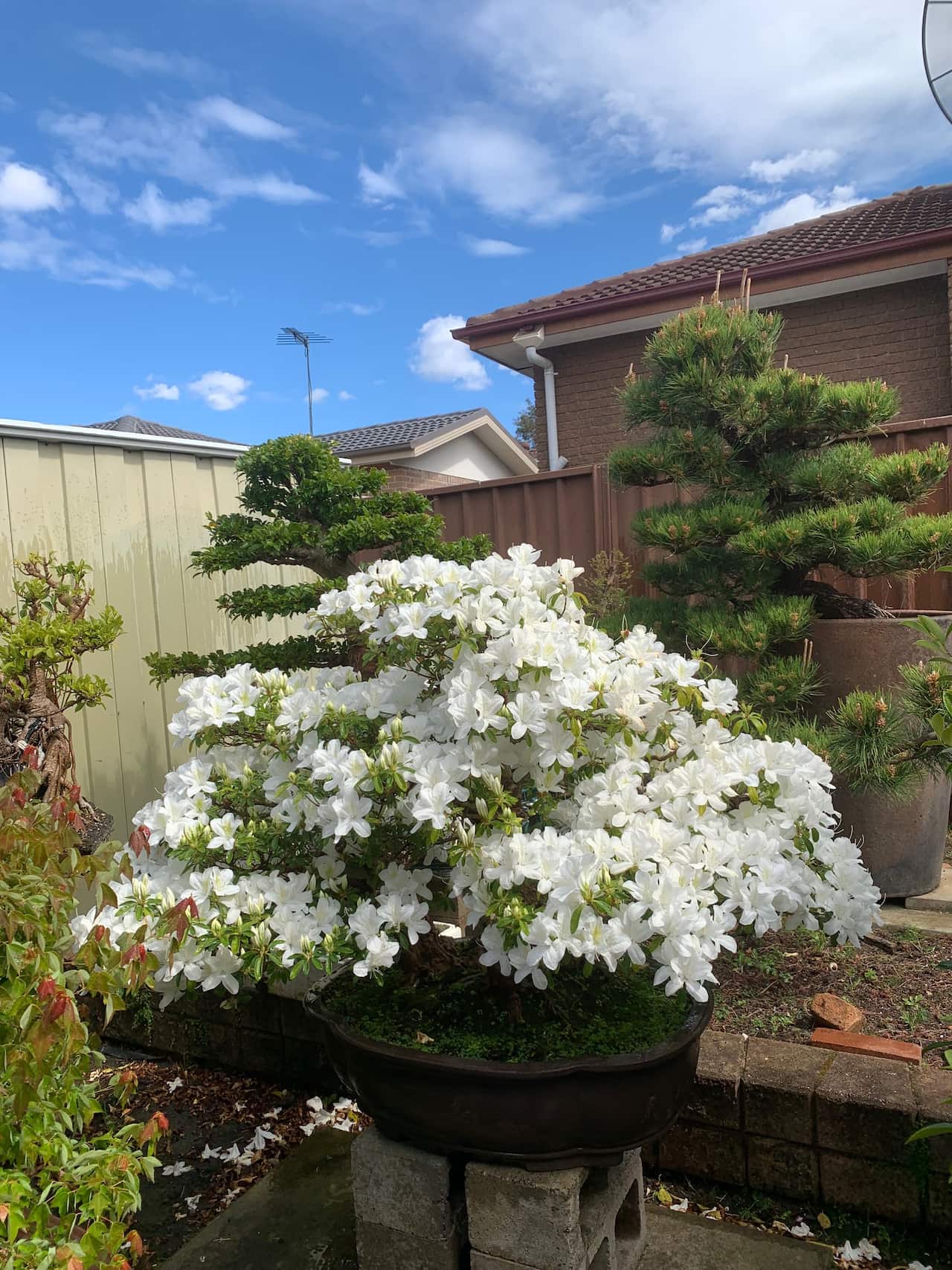 bonsai 2_2.jpg