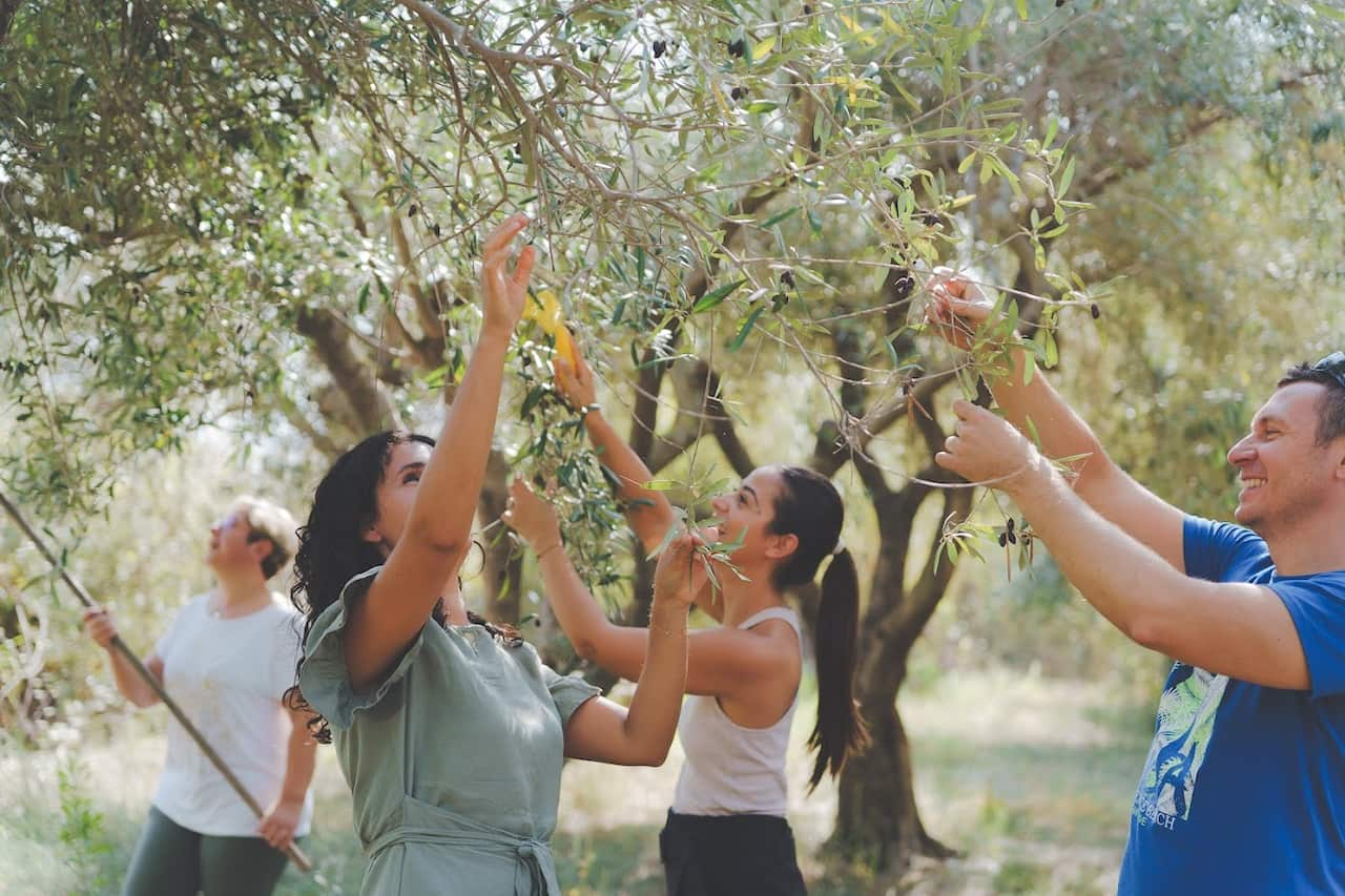 Chiara Barbera - raccolta delle olive.jpg