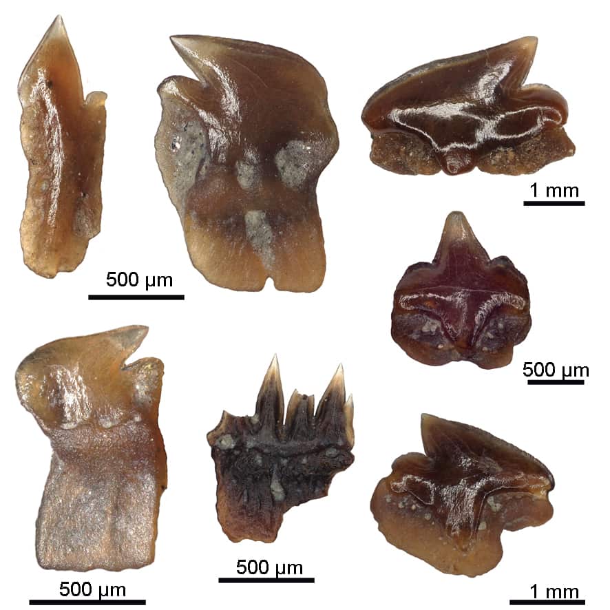 3_(c)_Feichtinger_NHM_Wien.jpg